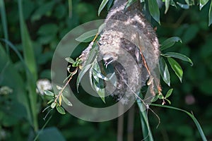 Eurasian Penduline Tit in NestÃÂ Remiz pendulinus photo